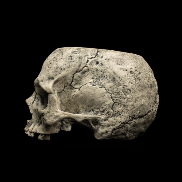 HALF SKULL - Image 12