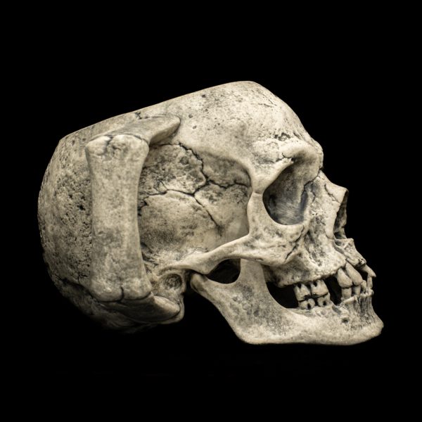 SKULL - Image 12