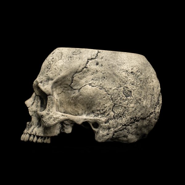 HALF SKULL - Image 11